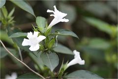 Barleria nitida